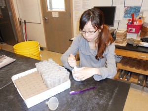 Grinding samples into powder.