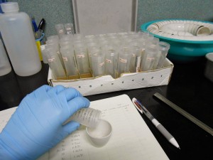 Pouring sample into a crucible.