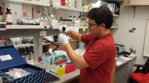 Working on a Midi kit DNA isolation for H31, H32, and H33