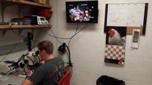 Joe fertilizing frog eggs and showing me the process on the monitor.  He's really good at this.