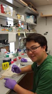 Preparing tadpoles for sectioning.