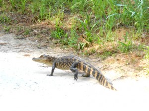 A baby alligator walking on the road.
