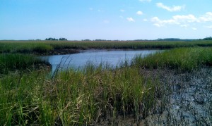 The field site I'm working at.