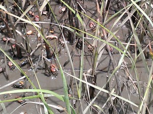 Tons of tiny crabs in the marshes.