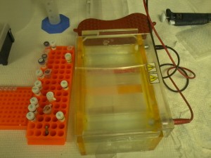 One of the basic procedures was to test primers used for qPCR.