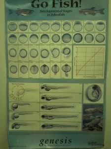 This is shows the development of the embryos. It's a lot cooler in person!
