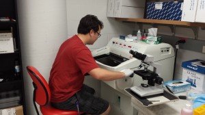 Sectioning tadpoles in the cryostat.