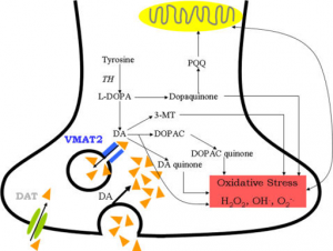 A diagram showing where vmat2 is and its relationship with dopamine