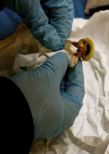 Courtesy of Mexican Museum