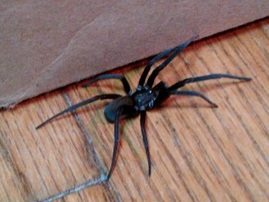 One of the things I'm scared of besides mosquitoes: spider that is as big as my thumb under my bed.