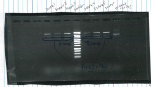 Agarose Gel of 6 samples of pcDNA3 containing FLAG-tagged FANCJ