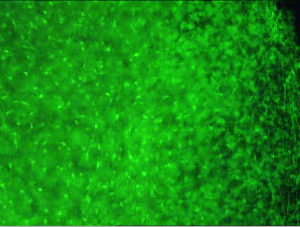 green microglia