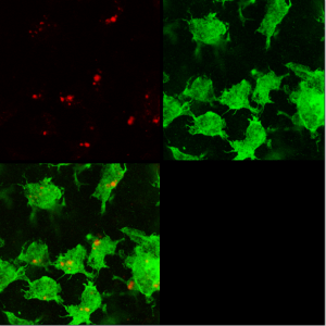 confocal NE microglia