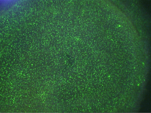 sytox 6.3x green for blog