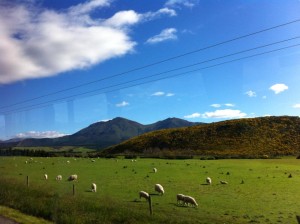 New Zealand countryside