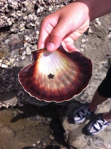 A shell and tiny starfish that one of the students found during Waterwise.