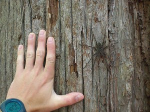 Large fishing spider on a tree during the 4th grade walk