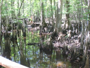 A peak past the boardwalk at Francis Beidler Forest