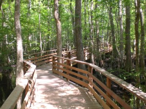 A segment of the boardwalk at Francis Beidler Forest