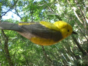 This is the dummy bird we used to attract unbanded male Prothonotary Warblers to the mist net.