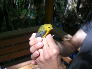 This bird was just banded and we are about to release her.
