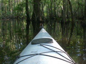 My point of view from the kayak on the canoe trail doing density surveys