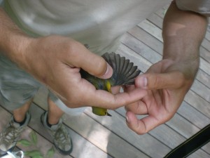 We take pictures of captured birds' wings to age them later.