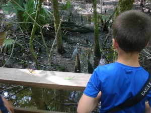We spotted a Black-crowned Night Heron on our first day out with the kids!