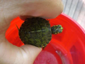 This is a yellow-bellied slider right before I released it that a camper found at her house to show to everyone.