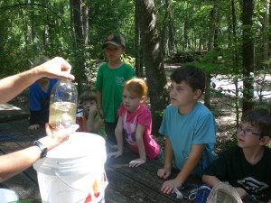 Checking out what we caught from the minnow traps the kids made and that I set out.