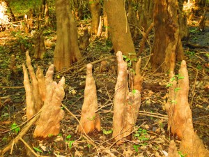 Cypress knees 1