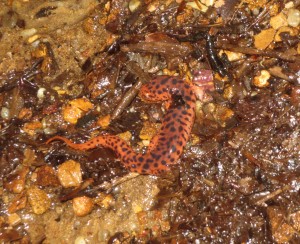 The first salamander we found, and the one I touched.