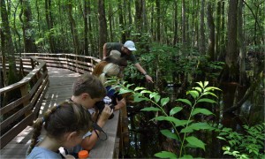 Spotting a snake off the boardwalk during "Get Swamped: Science" camp!