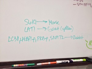 Adding secondary antibody on Western Blot