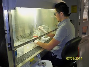 Doing the transfection in the laminar flow cabinet.