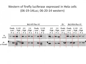 Membrane treated w/ antibodies, identified by Ron