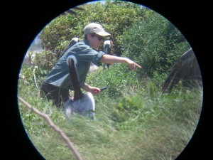 Erin checking on the progress of some active nests.  Picture taken through a scope.