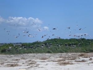 So many Brown Pelicans!!