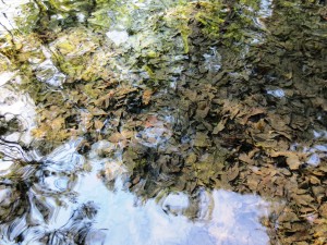 Fallen leaves in spring water 1