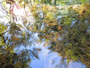 Fallen leaves in spring water