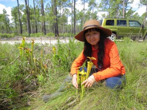 Yellow pitcher plants in Lewis Ocean Bay Heritage Preserve