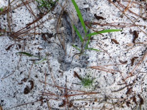 Deer track as pointed out by Stephanie