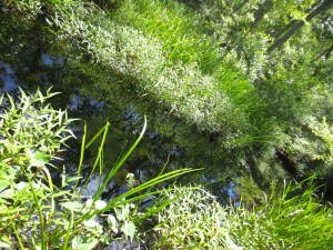 Black water stream in Lewis Ocean Bay Heritage Preserve