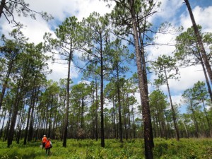 Stephanie and Dan walking in the longleaf pine woods