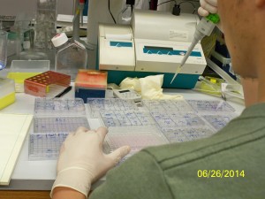 Plates for luciferase assays