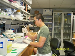 Luciferase assay (2)