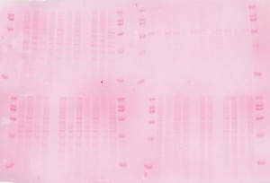 Ponceau S staining of the nitrocellulose membrane
