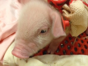 Pig 20- My favorite piglet