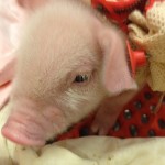 My #20 piglet!!! Isn't he adorable?