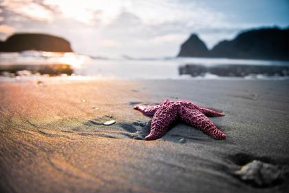 960_SUPx-starfish-sunset-and-the-beach